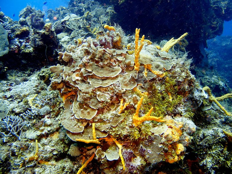 IMG_3320 Corals.jpg